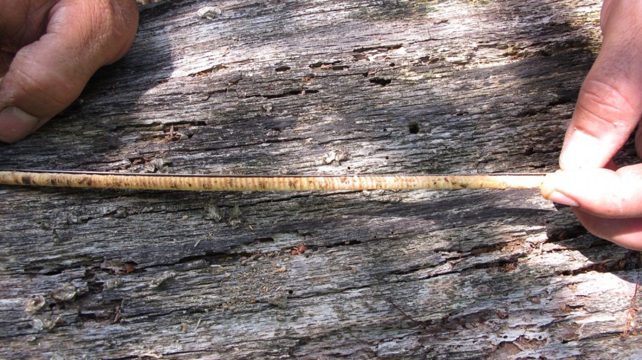 A tree core. Photo: North Carolina Forest Service 