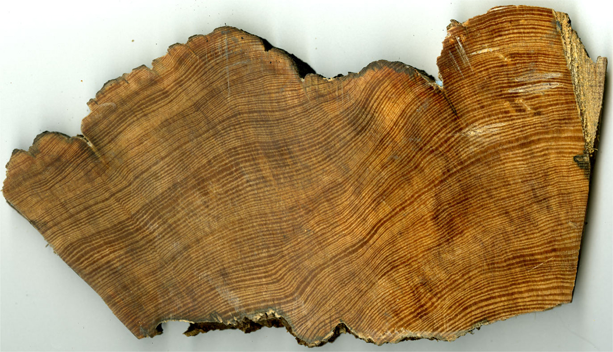 A longleaf pine cross section. Photo courtesy of Justin T. Maxwell