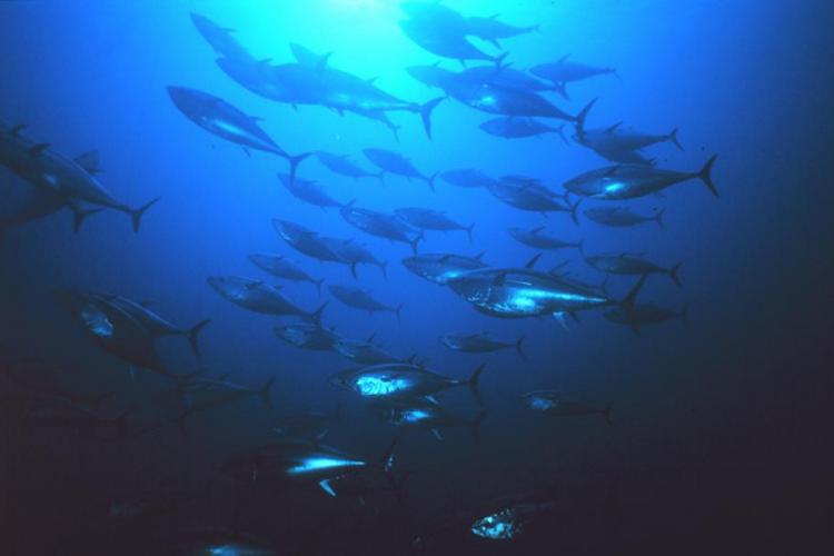 How to Fish for Bluefin Tuna in Outer Banks: The Complete Guide