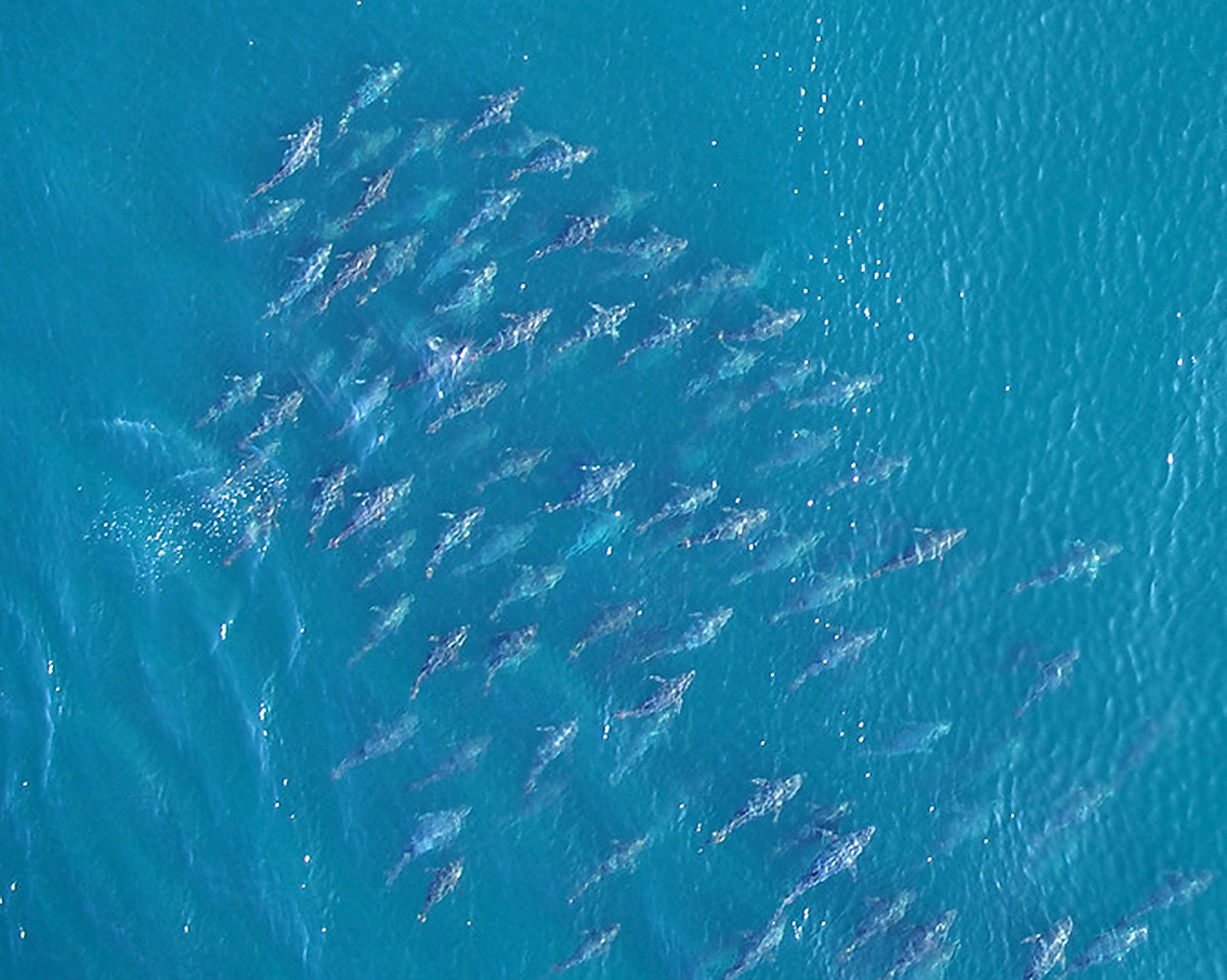 OBX Bluefin Tuna On Spinning Gear