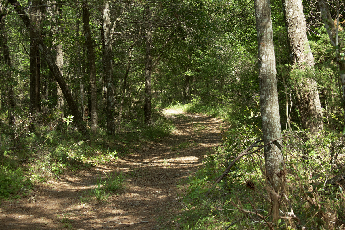 Four-wheel-drive roads like this and trails are features of the Buxton Woods Coastal Reserve. Photo: Kip Tabb