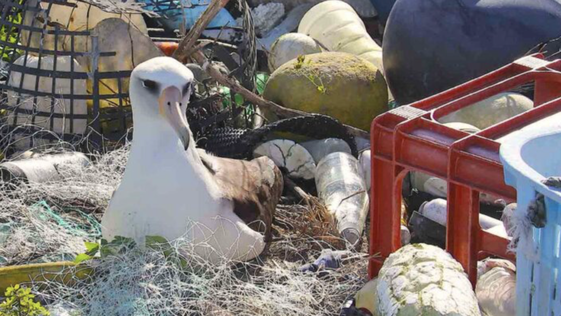 New app catalogs marine debris, wildlife interactions