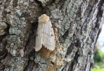 A gypsy moth. Photo: N.C. Department of Agriculture and Consumer Services