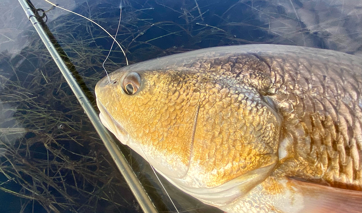 Red drum, like the one shown here, are among the 67 saltwater fish across nine species from the Cape Fear River being analyzed for man-made compounds. Photo: Capt. Gordon Churchill