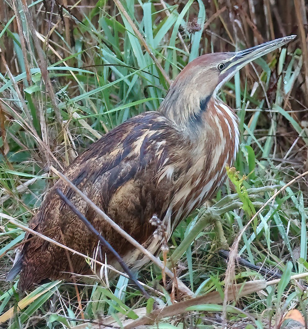 An American Bittern along South Point Road Dec. 31, 2021. Photo: Peter Vankevich