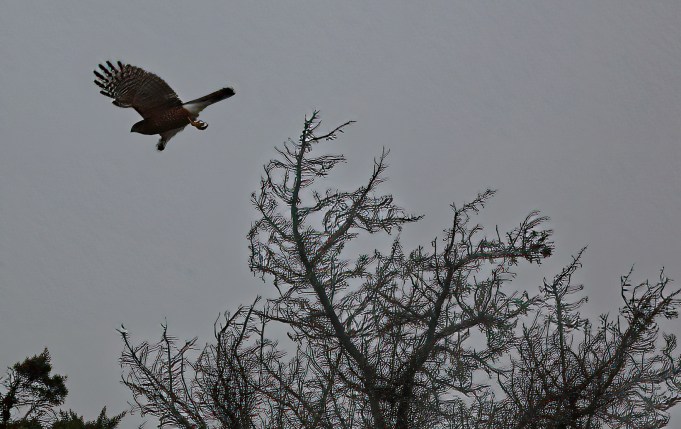 A Cooper’s Hawk takes flight. Photo: P. Vankevich