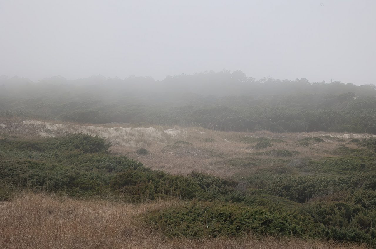 By mid-morning, a fog shrouded the island during the Christmas Bird Count. Photo: P. Vankevich