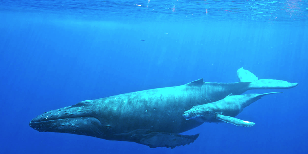 Humpback whale with her calf. Photo: Creative Commons