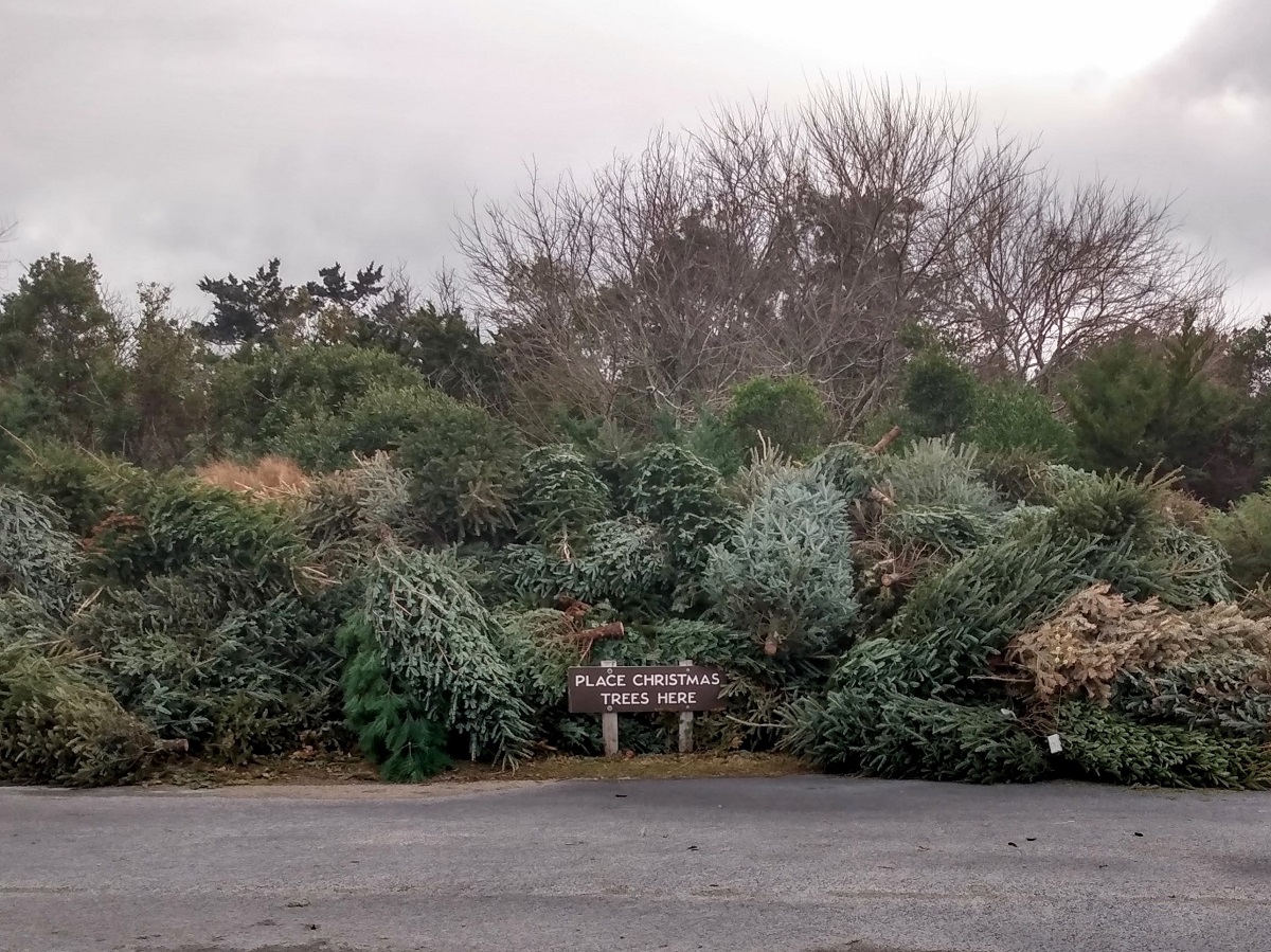 Fort Macon State Park has a growing pile Monday afternoon of natural, undecorated Christmas trees. Photo: Jennifer Allen