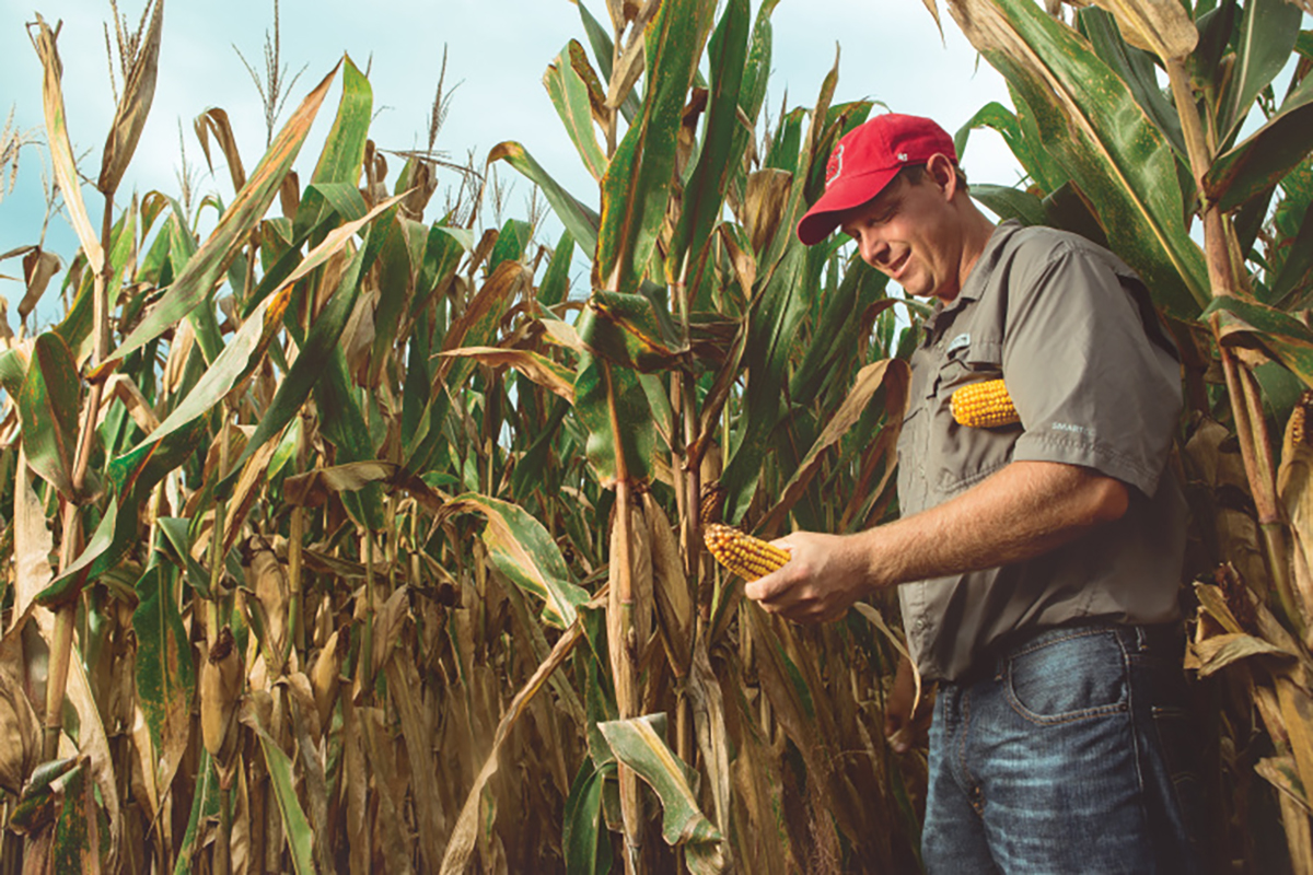 Jeff Sparks,  owner of Green Valley Farms and president of the Blacklands Farm Managers Association, checks out corn before harvest. Photo: Jeffrey S. Otto/Farm Flavor Media, used with permission