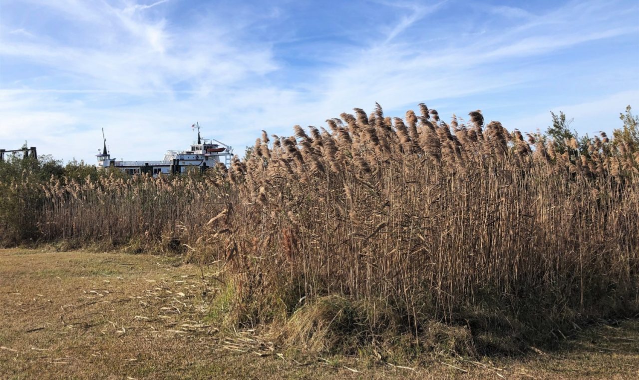 Phragmites, like these at the Swan Quarter ferry terminal, can be seen all over North Carolina and the East Coast. Photo: Connie Leinbach