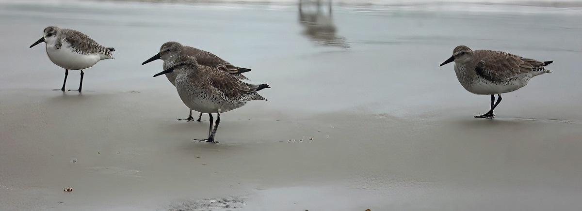 Sanderling left, with Red knots. Photo: P. Vankevich