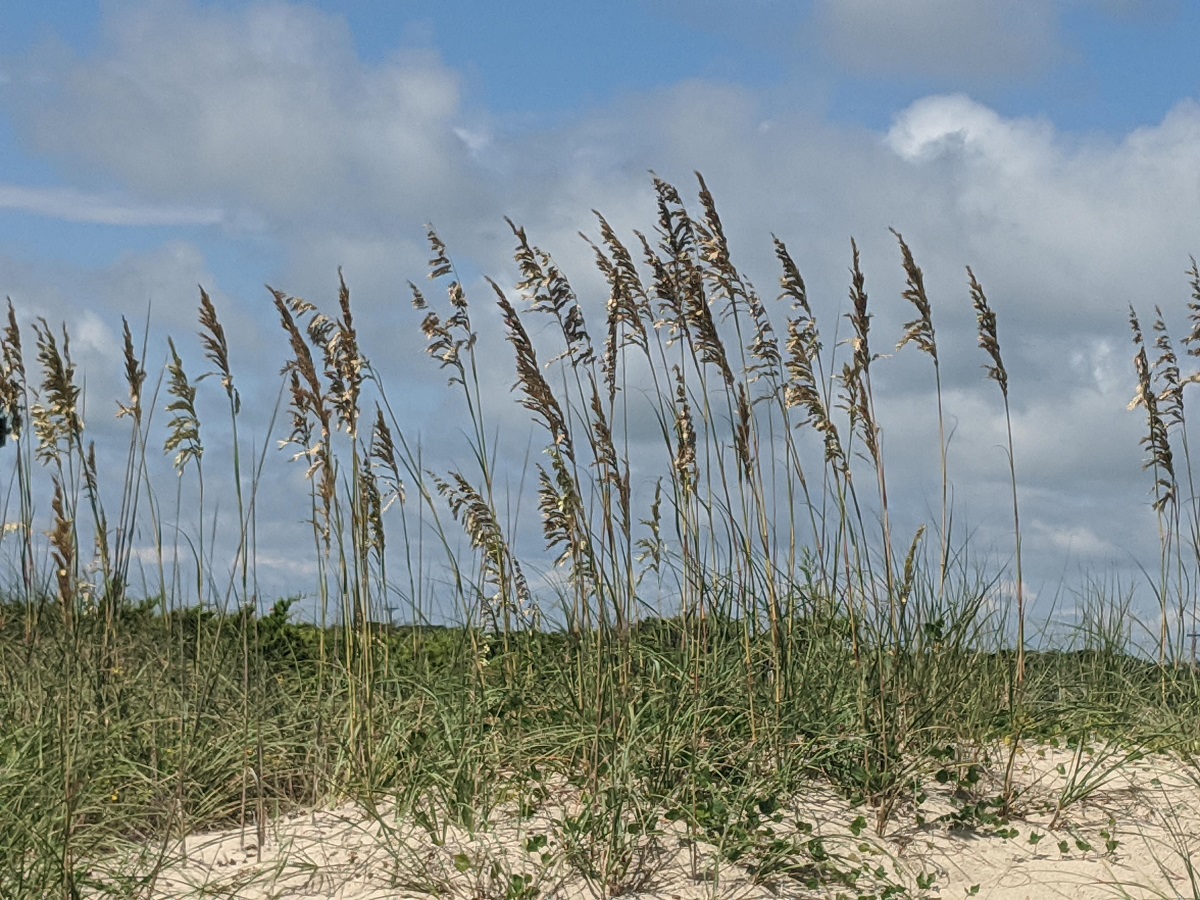 Not to be confused with Phragmites, sea oats (Uniola paniculata), a tall subtropical grass, is an important component of coastal sand dune and beach plant communities in the southeastern United States. Photo: Peter Vankevich 