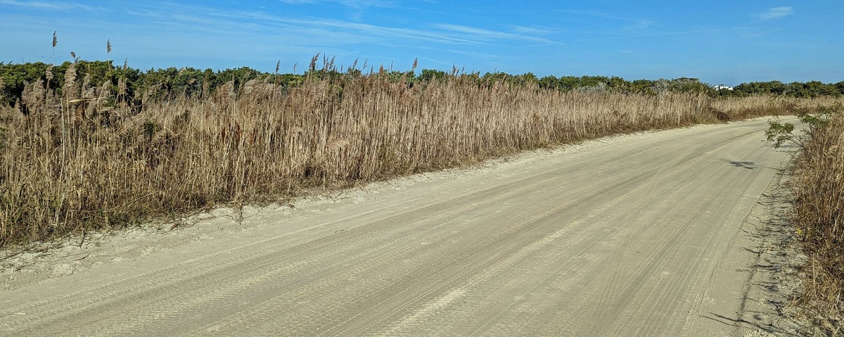 Nonnative Phragmites australis, now in abundance on South Point Road, Ocracoke Island. can be impenetrable for a diamondback terrapin to find a suitable nest site. Photo: Peter Vankevich 