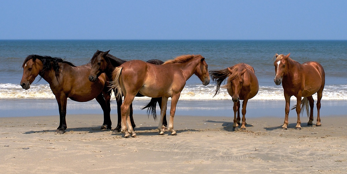 5. Spanish Mustangs of Corolla. Source: Wikimedia Commons