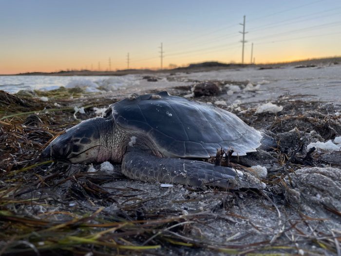 Cold-stunned Kemp’s Ridley sea turtle found at Sandy Bay Sound Access on Jan. 12. Photo: National Park Service 