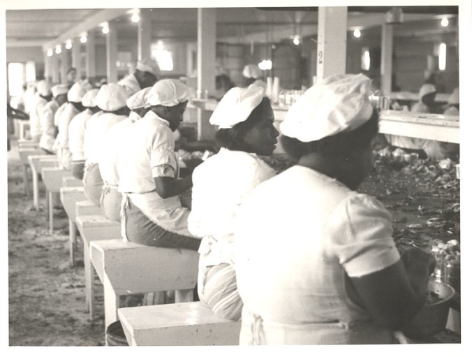 Crab picking house (I think), probably in Manns Harbor, Wanchese or Stumpy Point, ca. 1935-39. Photo by Charles A. Farrell. Courtesy, State Archives of North Carolina