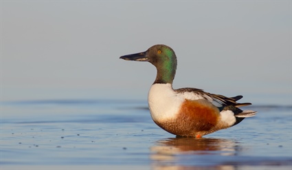 A Northern shoveler in Hyde County tested positive for HPAI during an ongoing surveillance check by the USDA in collaboration with state wildlife agencies. Shutterstock, Simonas Minkevicius