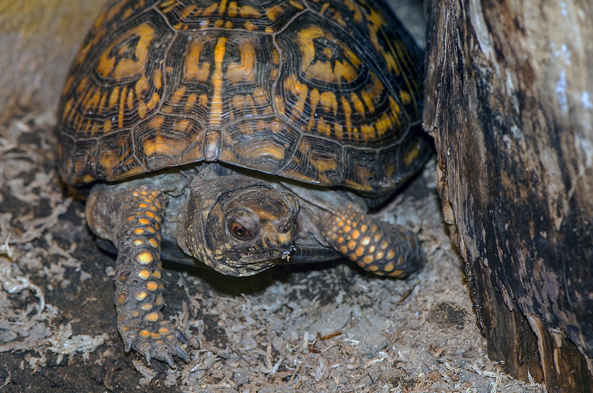 Eastern box turtles are usually found in wooded areas but can also be spotted in meadows, pastures, and other open, grassy habitats. Photo: Robert Michelson