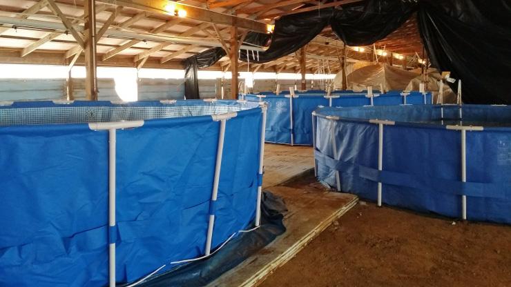 Indoor aquaculture tanks. Photo: NCDEQ