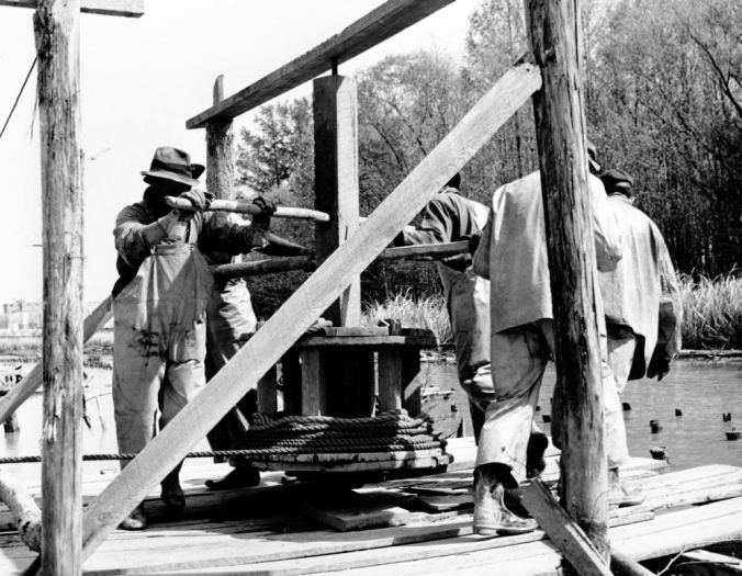 Farrell visited this herring fishery on the Roanoke River, just west of Plymouth, in April 1939. The fishermen are hauling in the seine with a hand-turned capstan, like the ones used on sailing ships to raise anchors and heavy ropes. Photo: Charles A. Farrell, courtesy, State Archives of North Carolina 