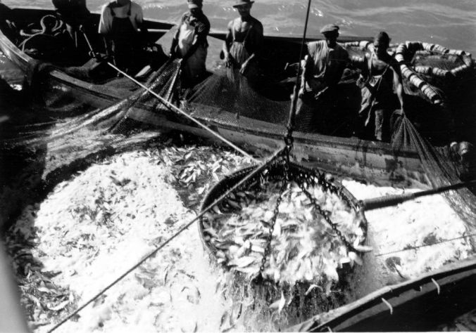 Menhaden fishermen off Beaufort, N.C., ca. 1937-41. Photo by Charles A. Farrell. Courtesy, State Archives of North Carolina