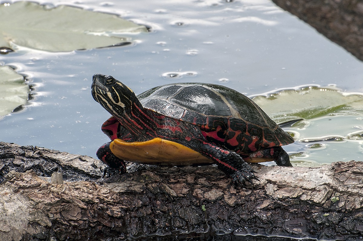 An eastern painted turtle rests on partially submerged tree trunk facing left in pond, where they can often be found. Photo: Robert Michelson