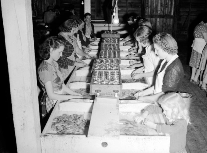 Herring roe canning room, Perry-Belch Co., Colerain, 1937-39. Photo: Charles A. Farrell, courtesy, State Archives of North Carolina 