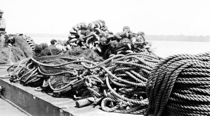 Herring seine, Terrapin Point fishery near Merry Hill, in Bertie County, May 1941. Photo: Charles A. Farrell, courtesy, State Archives of North Carolina 