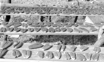 Salted mullet roe drying in the sun, Brown’s Island, Onslow County. Photo: Charles A. Farrell, courtesy, State Archives of North Carolina 