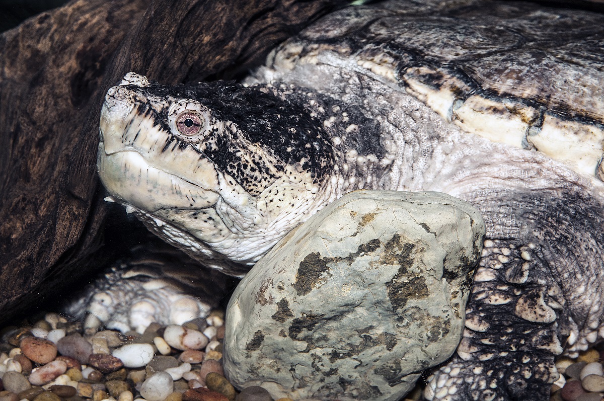 The common snapping turtle, shown here, is one of the most frequently seen freshwater turtles in the state. Photo: Robert Michelson 