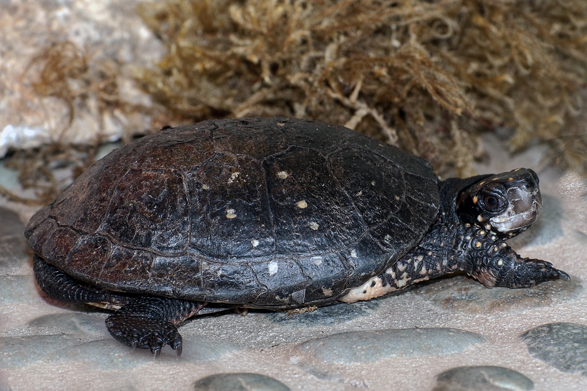 Spotted turtles, like the one shown here, are often found in eastern North Carolina. Photo: Robert Michelson