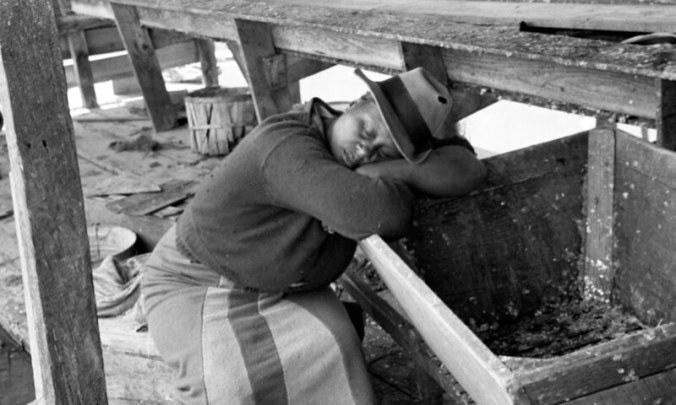Fish house worker resting between seine hauls, Terrapin Point shad and herring fishery, Bertie County, May 1941. Photo: Charles A. Farrell, courtesy, State Archives of North Carolina 