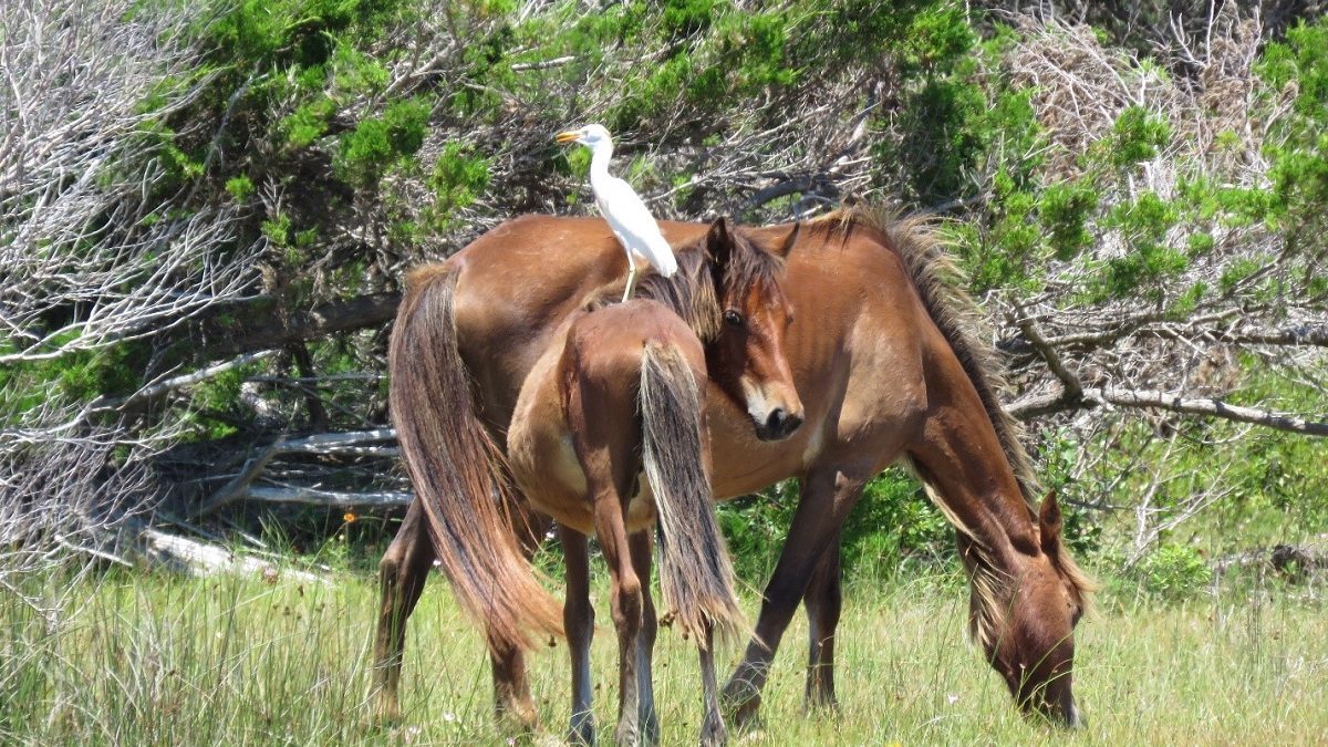 Mare, yearling and cattle egret. Photo: National Park Service/C. Wasley, taken with a telephoto lens and cropped