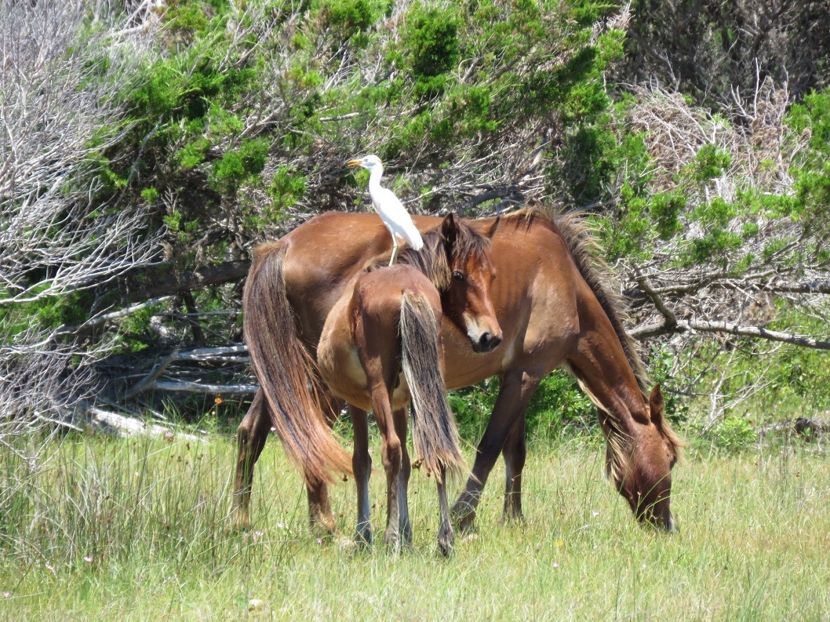 Mare, yearling and cattle egret. Photo: National Park Service/C. Wasley, taken with a telephoto lens and cropped
