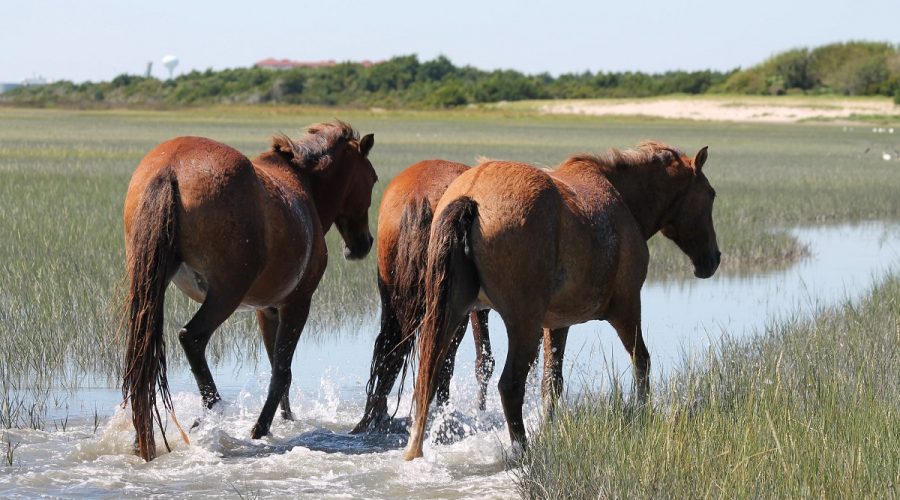 A herd of wild horses call the Rachel Carson Reserve in Beaufort home. Photo: NC Coastal Reserve