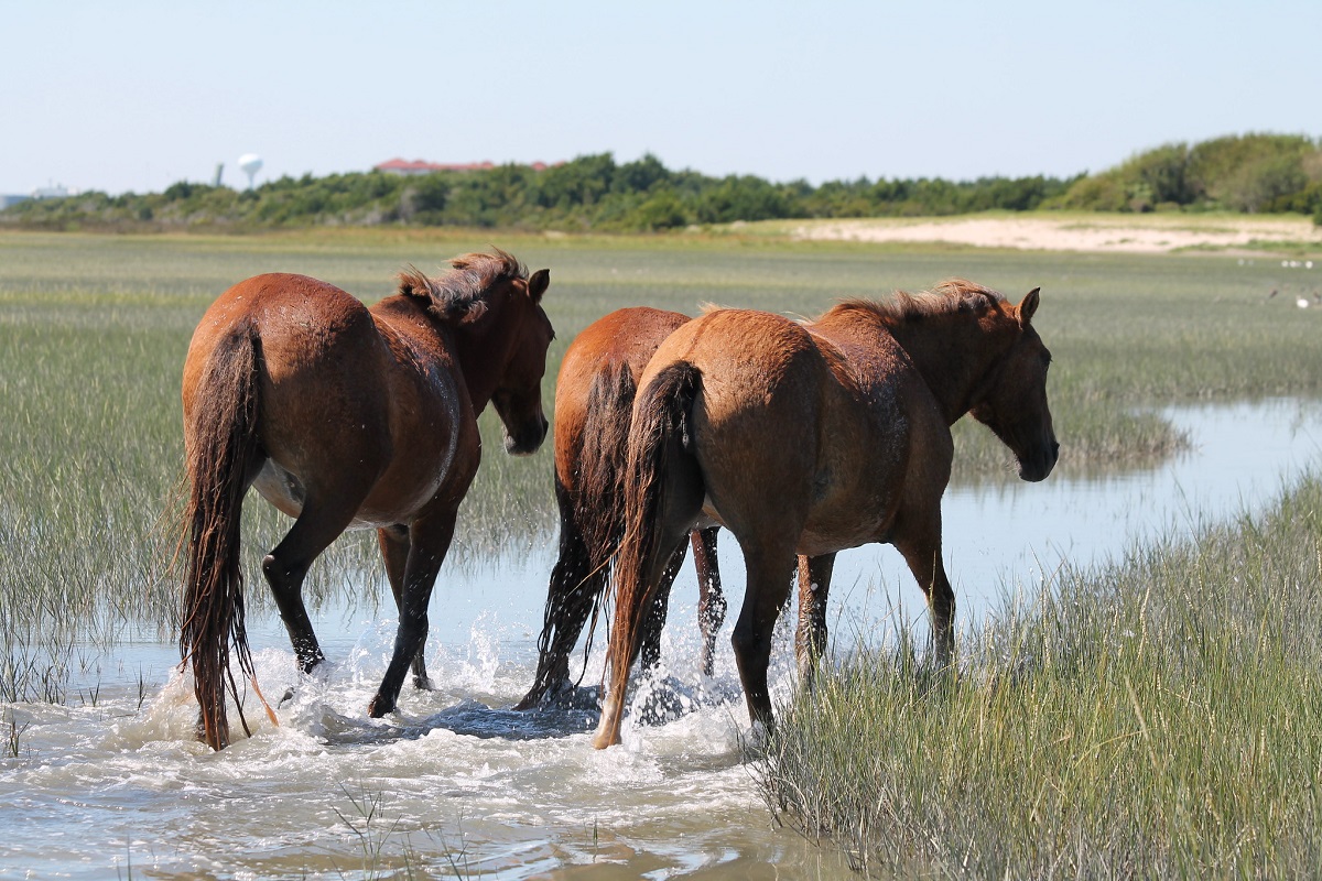 A herd of wild horses call the Rachel Carson Reserve in Beaufort home. Photo: NC Coastal Reserve