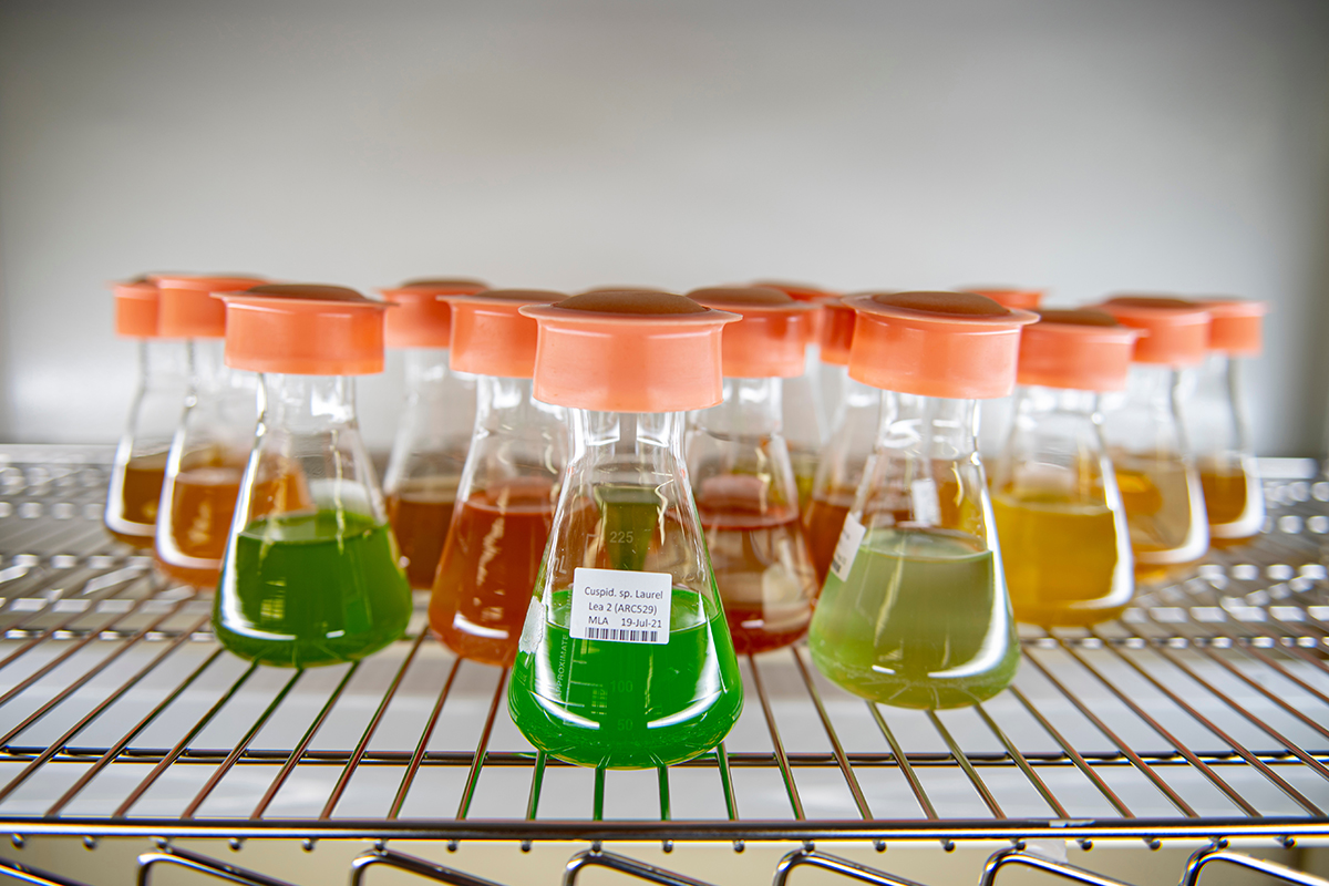 Part of UNCW’s Algal Resources Collection.  Photo: Jeff Janowski/UNCW 