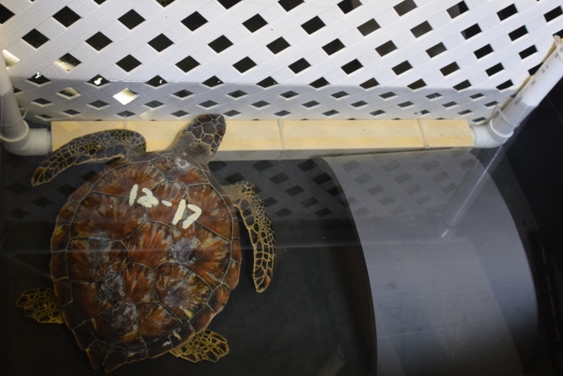 A cold-stunned green turtle is being rehabilitated. Photo: Jennifer Allen