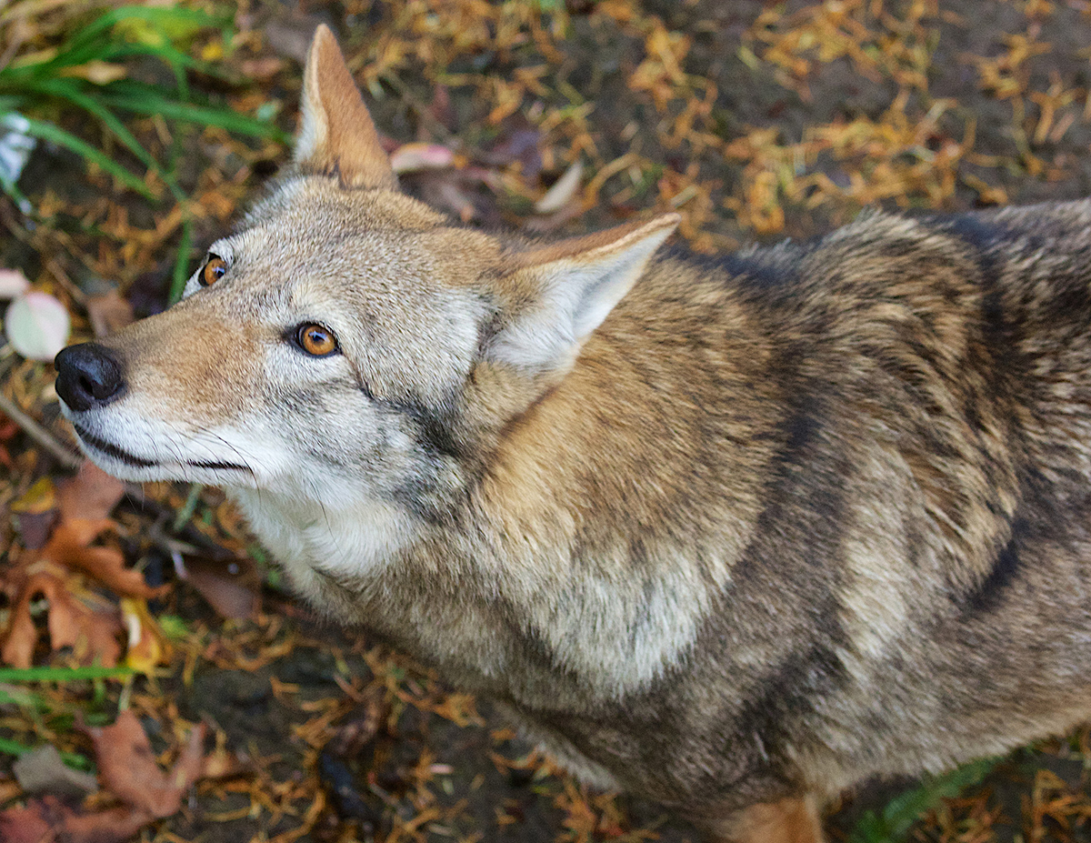 Red wolf. Photo: B. Bartel/USFWS