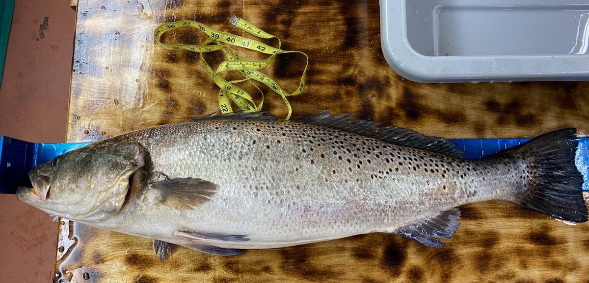 The 12-pound, 8-ounce fish measured 33.5 inches total length and had an 18-inch girth.  Photo: N.C. Division of Marine Fisheries 