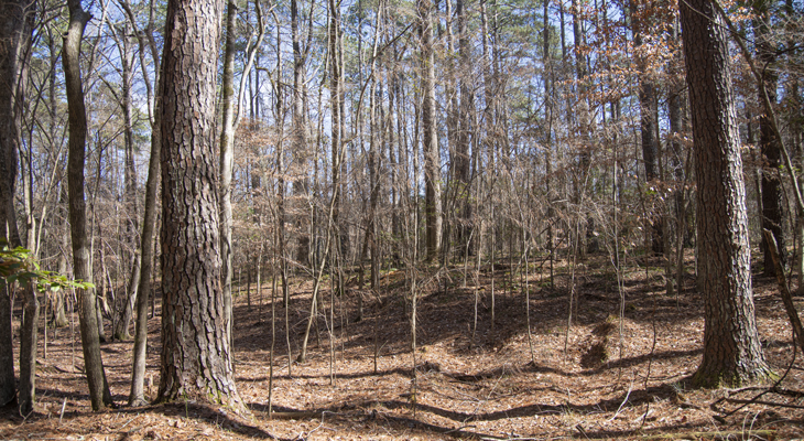 Coastal Land Trust has purchased 105 acres of land along Brice’s Creek in Craven County that will be used for a new nature park