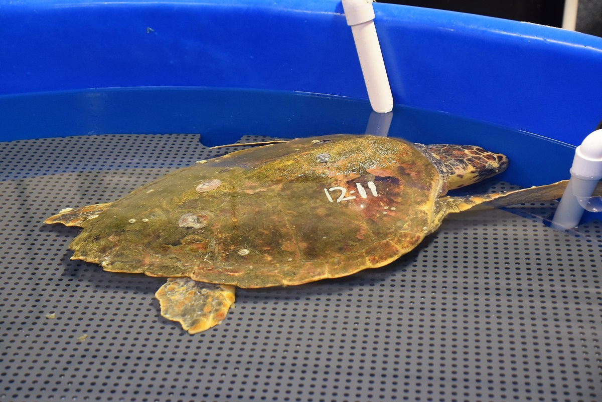 This cold-stunned loggerhead sea turtle is shown being rehabilitated at North Carolina Aquarium at Pine Knoll Shores. Photo: Jennifer Allen