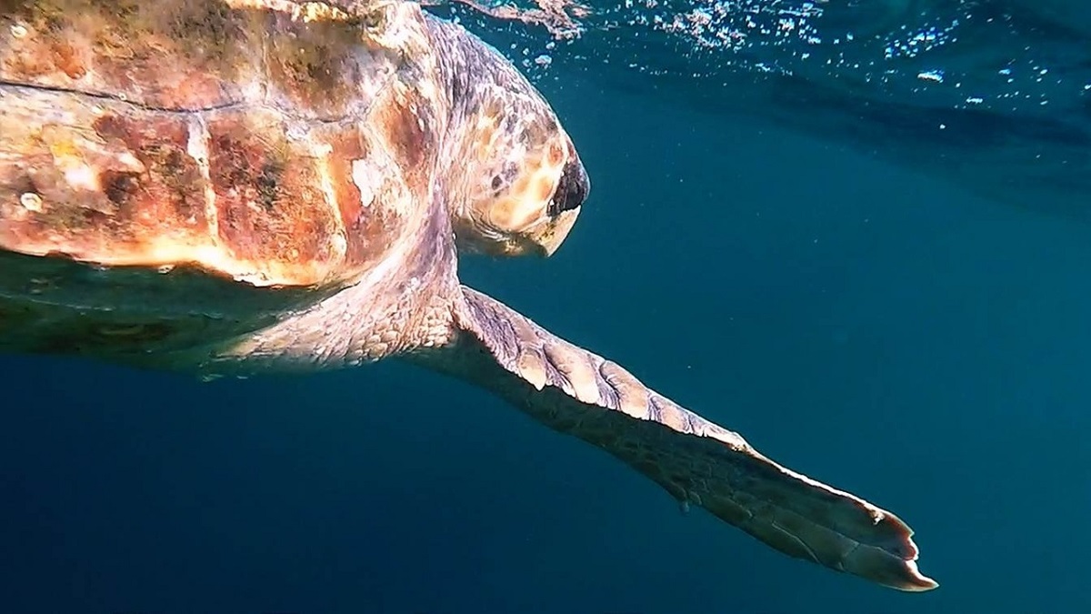 Loggerhead turtle near the water surface. Photo: NOAA Fisheries/Coonamessett Farm Foundation.