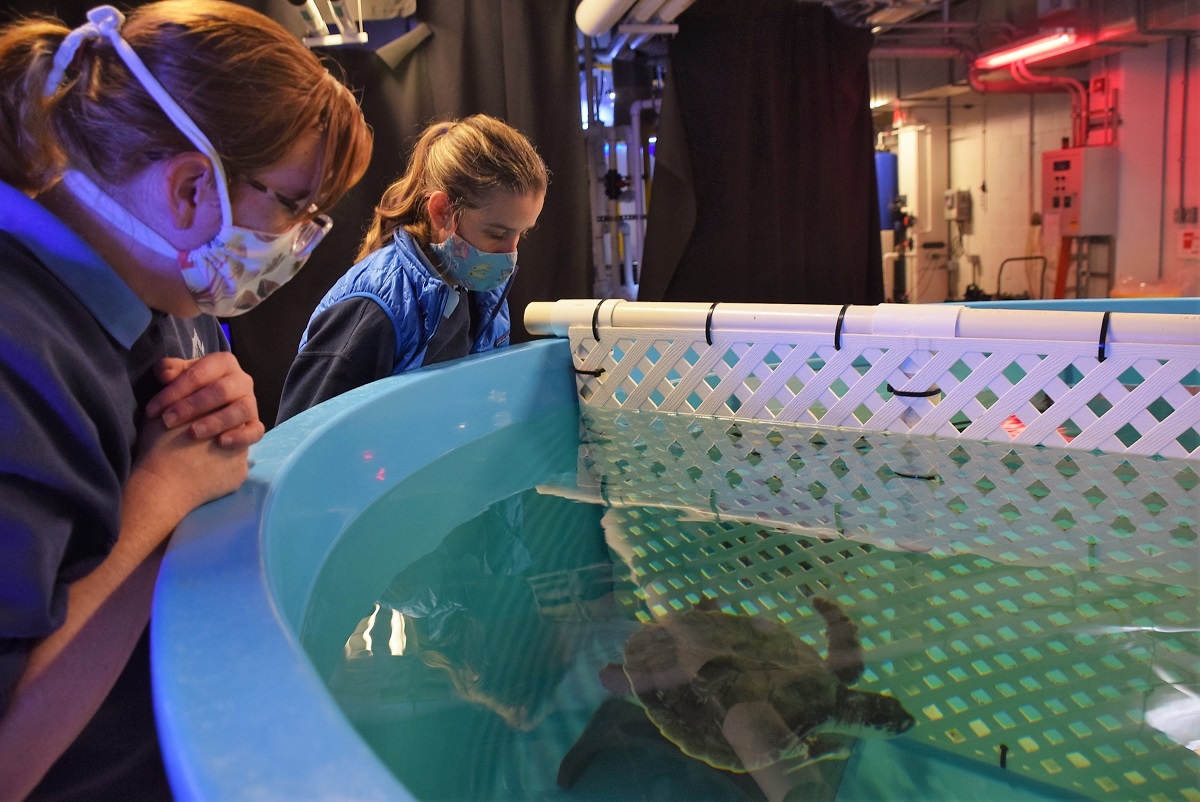 North Carolina Aquarium at Pine Knoll Shores Communications Social Media Specialist Shannon Kemp, left, and Aquarist Michele Lamping check in on a cold-stunned Kemp's ridley undergoing rehabilitation. Photo: Jennifer Allen