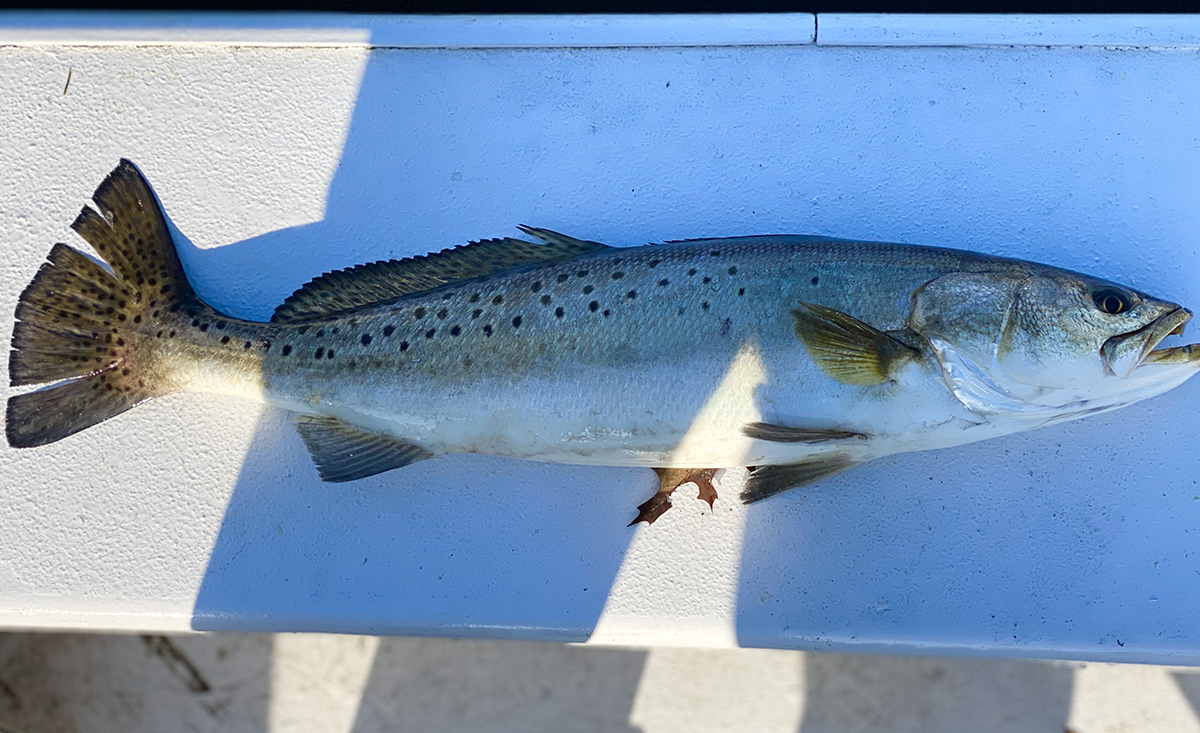 Prime example of a healthy spring trout, complete with a leaf. Photo: Gordon Churchill