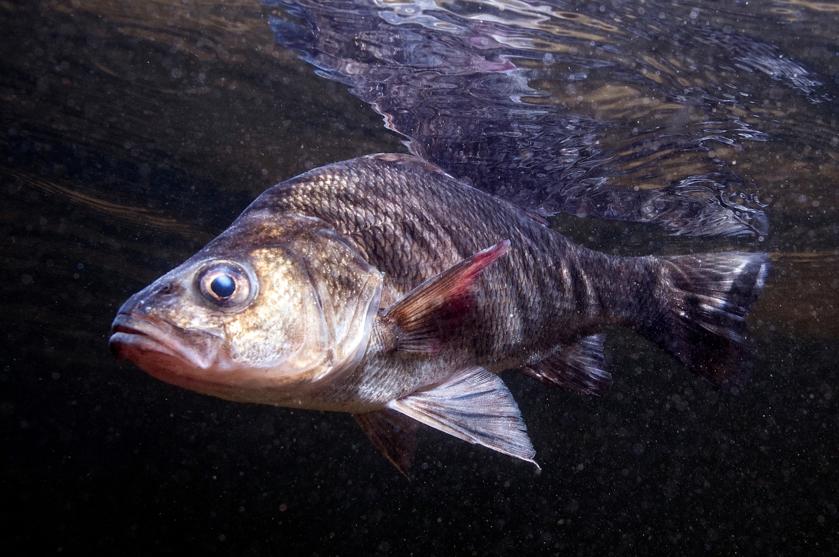 White perch are  semi-anadromous fish, which means they spend their time equally in the ocean and the freshwater river, stream, lake or pond of its birth to reproduce. Photo: Robert Michelson 
