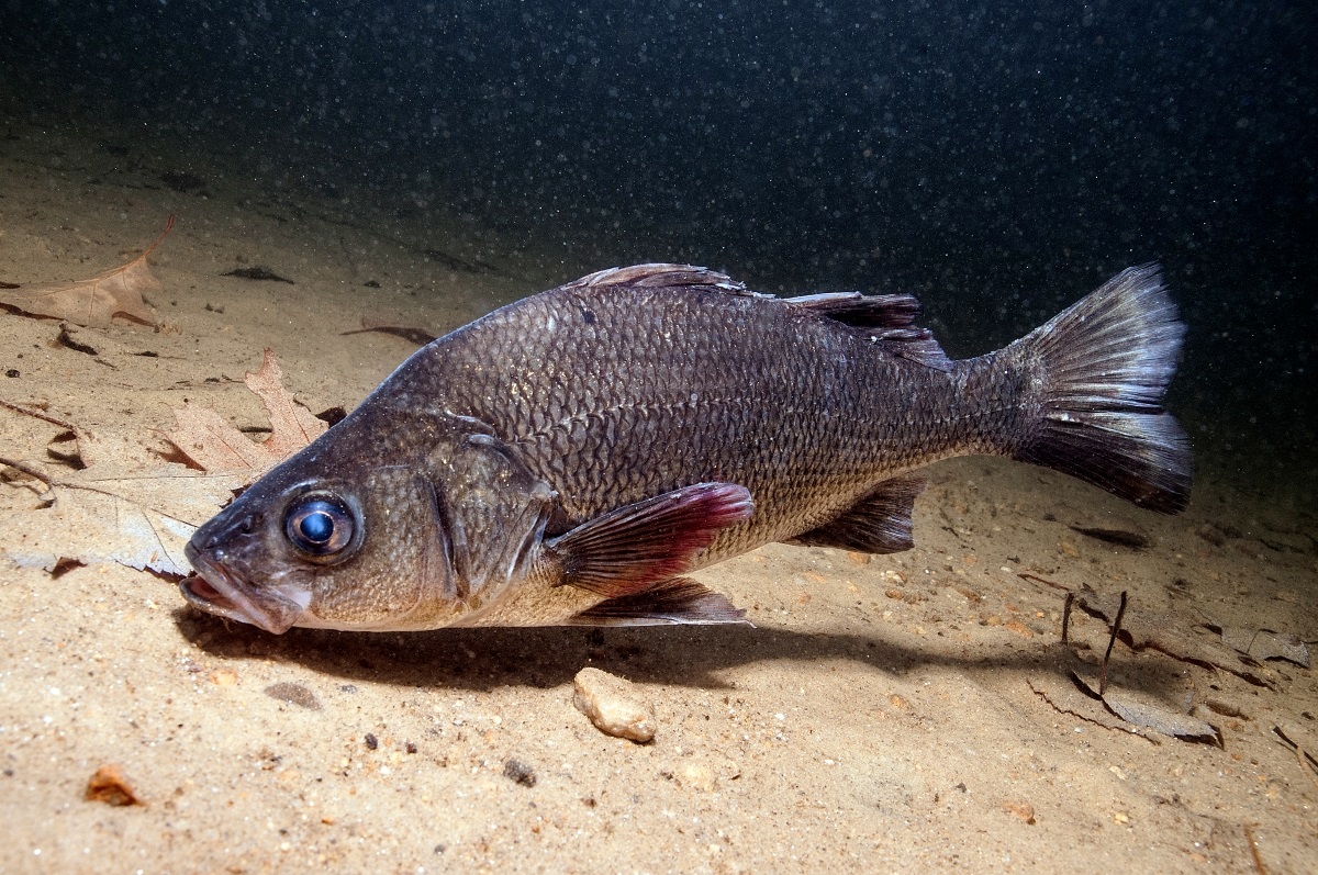 What's on the line? White perch