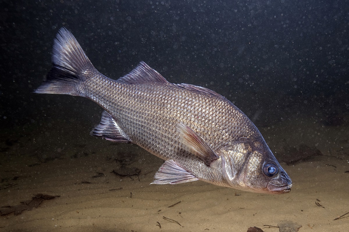 White perch will spawn in fresh or brackish tidal rivers, lakes, in shallow water along the shoreline or in larger tributaries. Photo: Robert Michelson