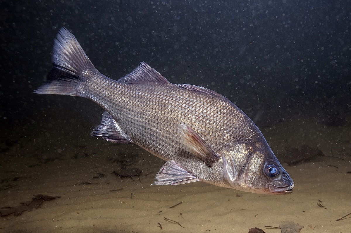 Tidal Pond White Perch